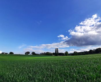 Scenic view of agricultural field against blue sky