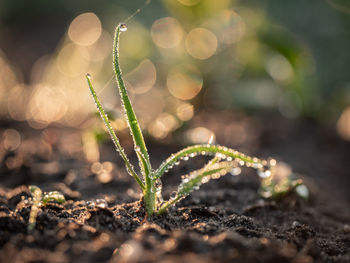 Close-up of plant growing on field