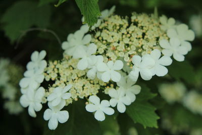 Close-up of flowering plant