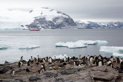 High angle view of penguins on rocky shore during winter