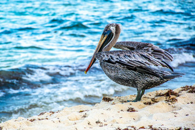 Bird on rock by sea