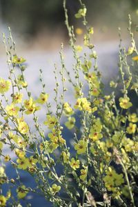 Mullein flowers on the field, also known as velvet plant or verbascum.flowering plant