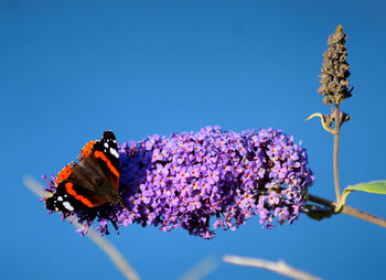 Close-up of butterfly pollinating on flower