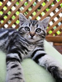 Close-up portrait of tabby cat