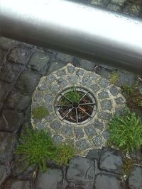 Plants in backyard