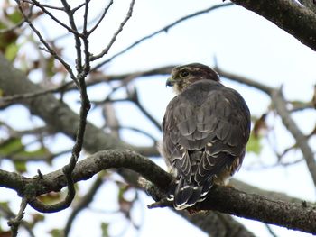 Closeup of a hawk perching in a tree