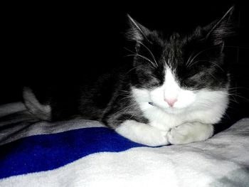 Close-up of cat relaxing on bed