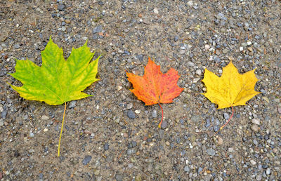 High angle view of autumn leaves on road