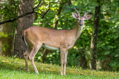 Young buck sticking out his tongue posing for the camera in the woodlands