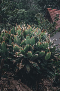 plant