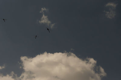 Low angle view of birds flying against sky