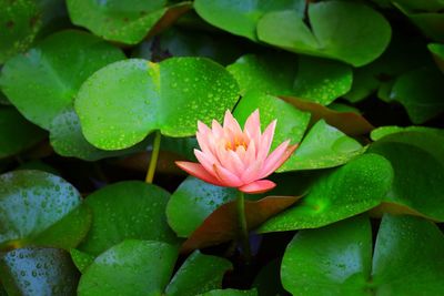 Close-up of lotus water lily in pond