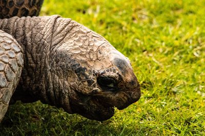 Close-up of a turtle on field
