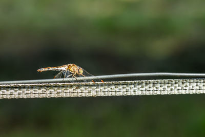 Close-up of insect