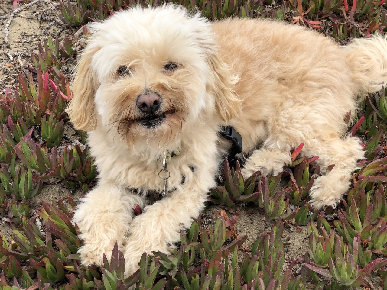 pet, dog, canine, domestic animals, animal themes, one animal, mammal, animal, portrait, looking at camera, plant, havanese, cockapoo, cute, grass, puppy, carnivore, no people, cavachon, nature, young animal, animal hair, cavapoo, relaxation