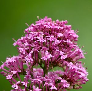 Close-up of pink flowering plants