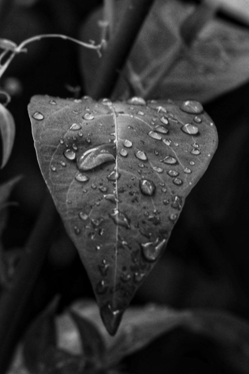 CLOSE-UP OF WET LEAVES