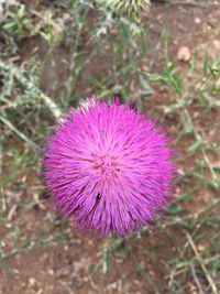 High angle view of thistle blooming on field