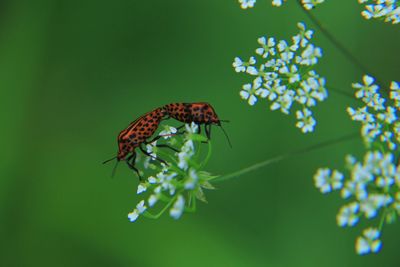 Close-up of butterfly pollinating on flower