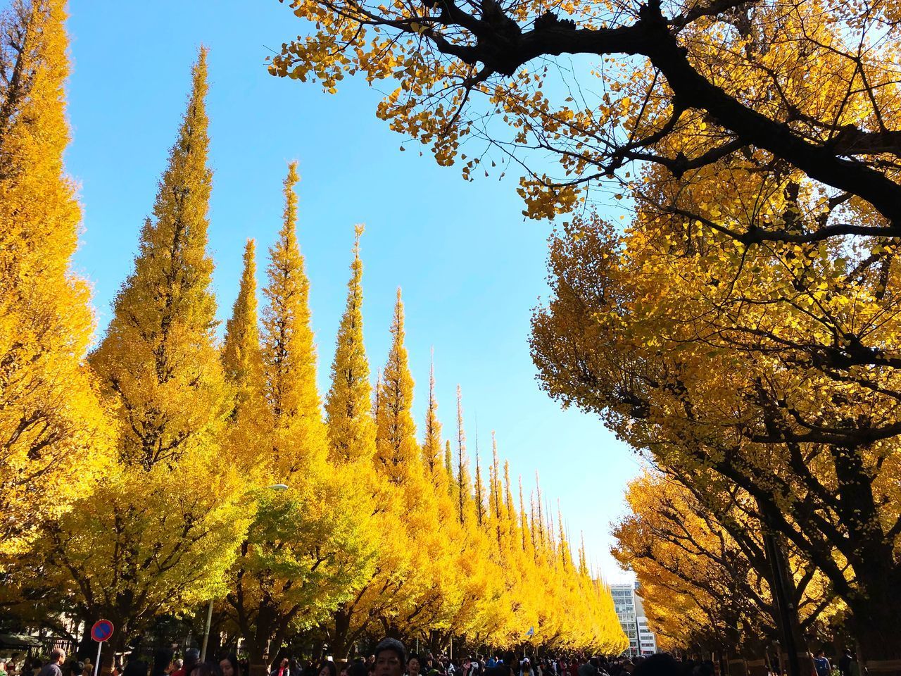 LOW ANGLE VIEW OF TREES IN FOREST DURING AUTUMN