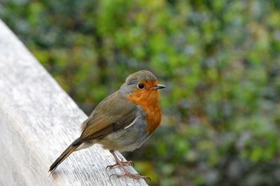 Close-up portrait  of robin perching outdoors