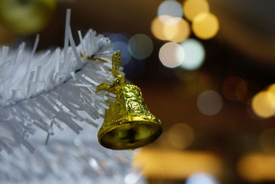 Close-up of plant hanging on snow