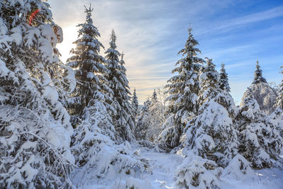 Snow covered trees against sky