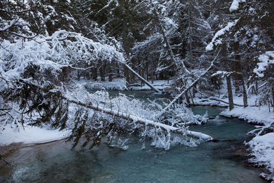 Snow covered trees in forest