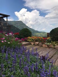 Purple flowering plants by land against sky