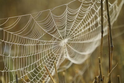 Close-up of wet spider web on plant