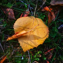 High angle view of dry maple leaf on land