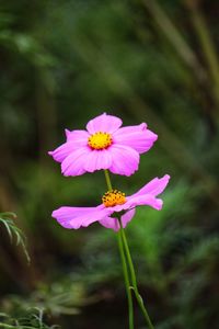 Close-up of pink flower