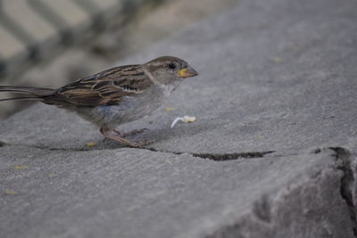 Close-up of bird