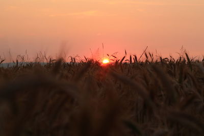 Scenic view of field against orange sky