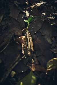 High angle view of leaves on field