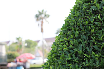 Close-up of succulent plant against sky