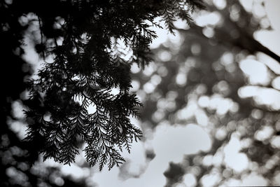 Low angle view of tree against sky