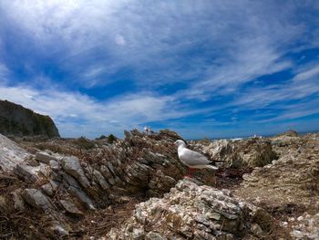 Low angle view of seagull on rock