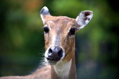 Close-up of an animal