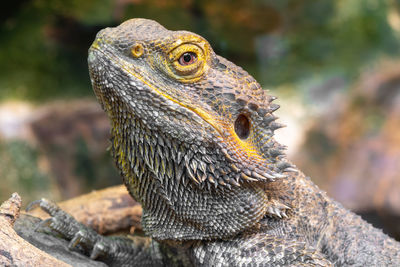 Head shot of a central bearded dragon in captivity