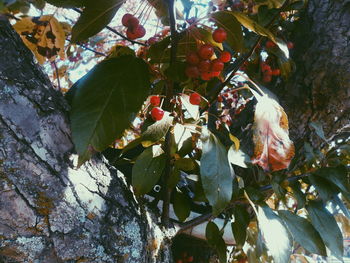 Low angle view of leaves on tree