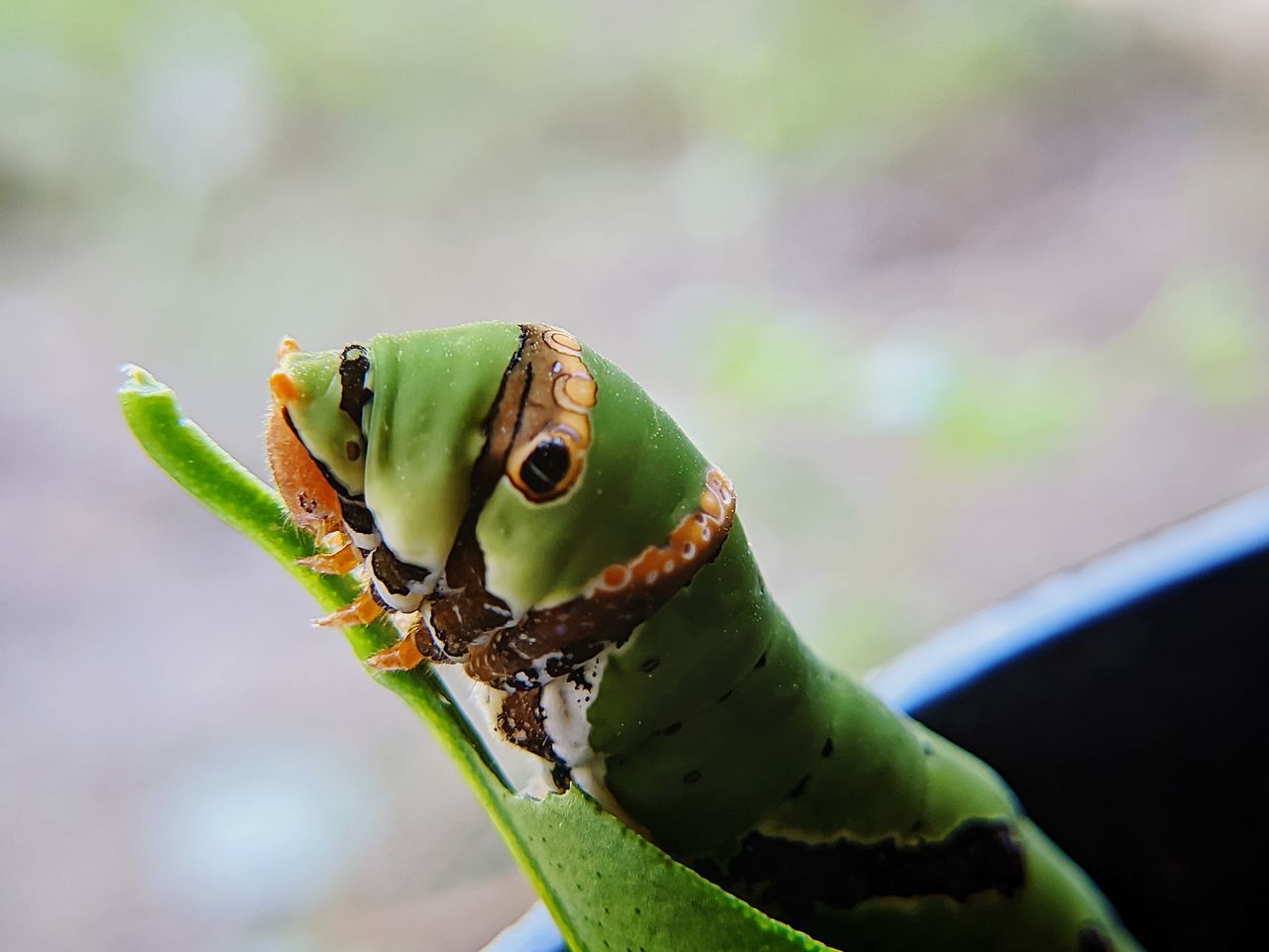 green, animal themes, animal, one animal, animal wildlife, close-up, macro photography, wildlife, tree frog, nature, focus on foreground, insect, reptile, animal body part, amphibian, outdoors, lizard, day, yellow, no people, leaf, environment, frog, portrait