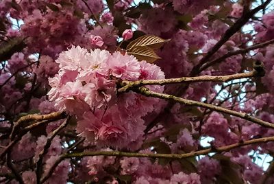 Low angle view of pink cherry blossoms in spring