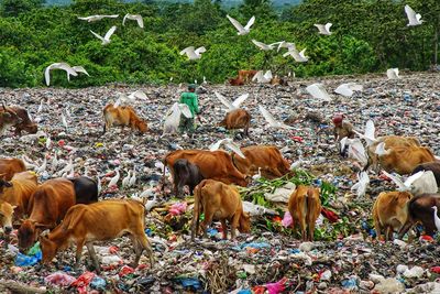 Scavengers collect plastic waste at the final disposal site in alue lim village, lhokseumawe, aceh