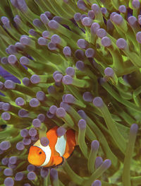 Close-up of fish swimming in sea