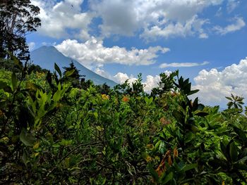 Low angle view of plants against sky