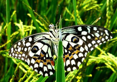 Close-up of butterfly perching on tree