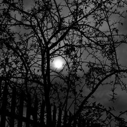 Low angle view of silhouette bare tree against sky