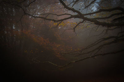 Low angle view of trees in forest during autumn