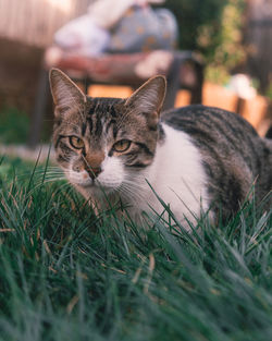 Booty laying in grass 